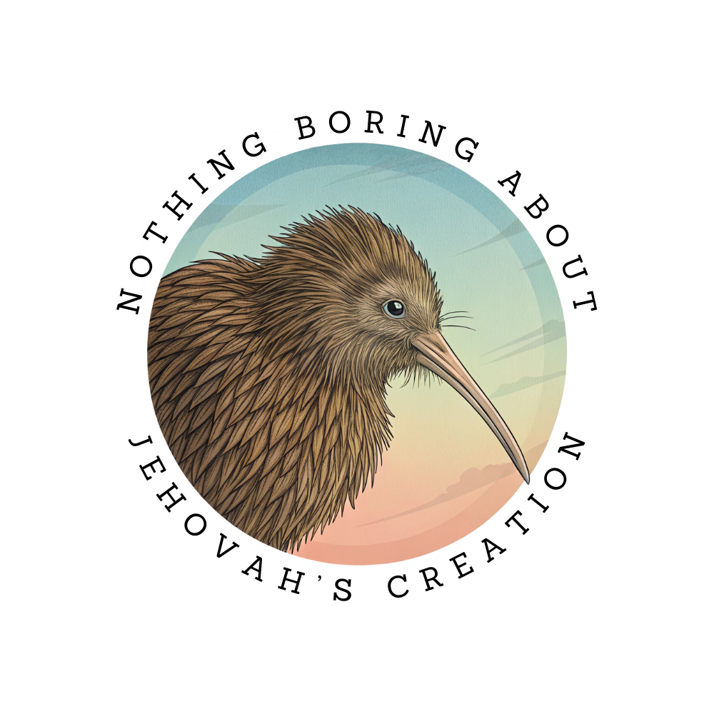 Kiki the Kiwi - Sticker