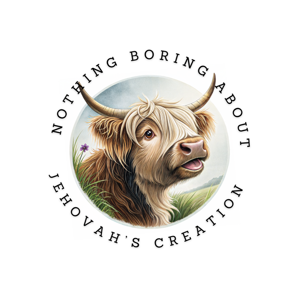 Hattie the Highlander Sticker