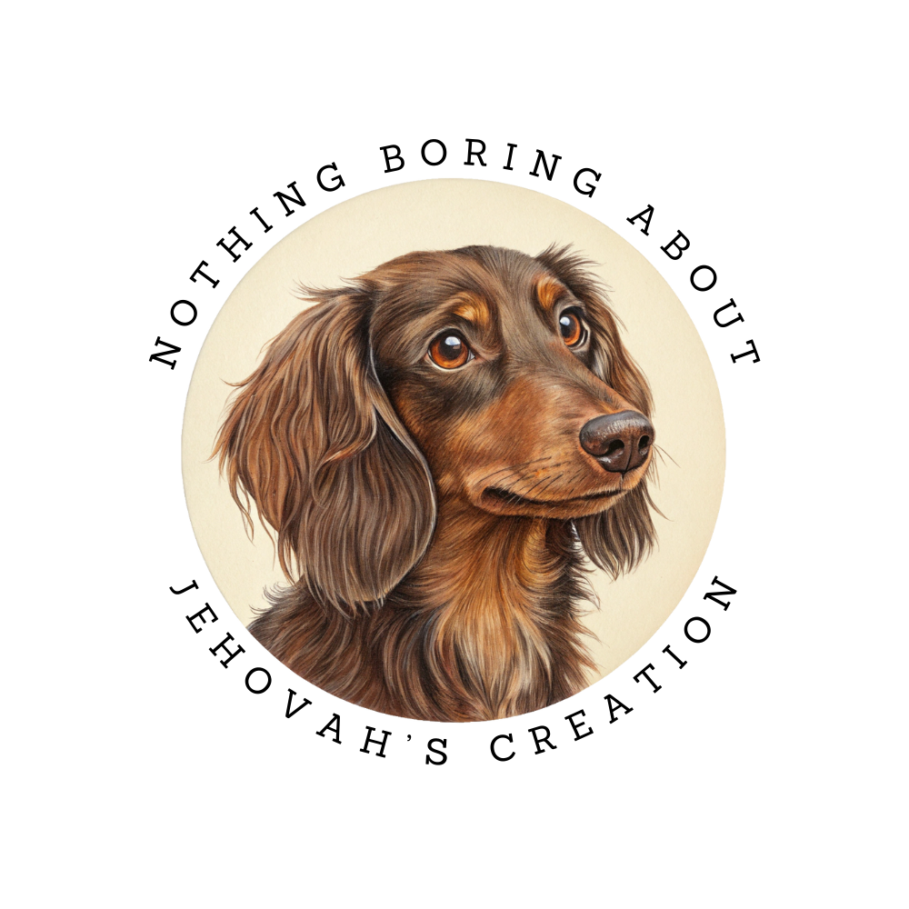 Tootsie the Dachshund Sticker
