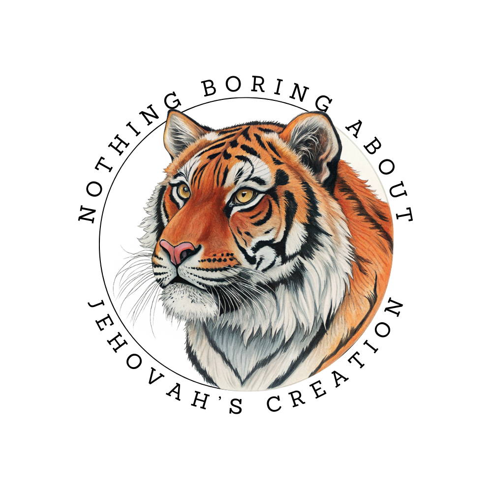 Zara the Tiger Sticker