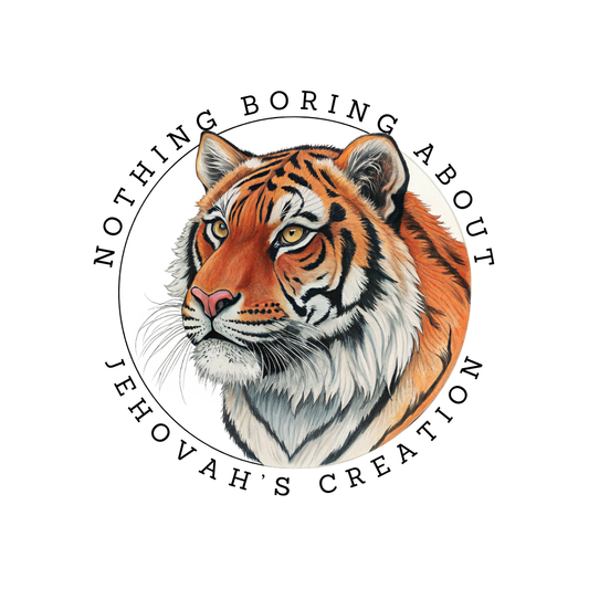 Zara the Tiger Sticker