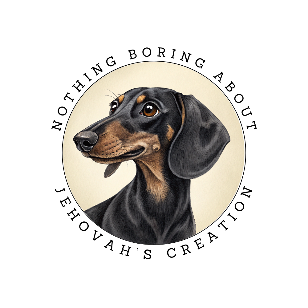 Freddles the Dachshund sticker